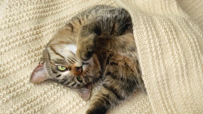 一只绿眼睛的灰猫躺在米色的针织毯子上。一只打着呼噜的猫想睡觉。猫慢慢地睁开又闭上眼睛，看着镜头。