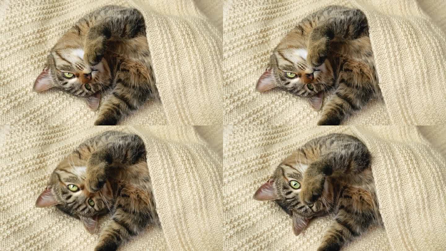 一只绿眼睛的灰猫躺在米色的针织毯子上。一只打着呼噜的猫想睡觉。猫慢慢地睁开又闭上眼睛，看着镜头。
