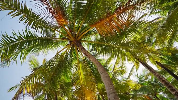 椰子树的底部视图。夏季自然度假概念。在树下开车。
