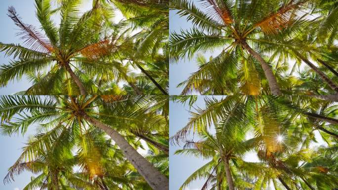 椰子树的底部视图。夏季自然度假概念。在树下开车。