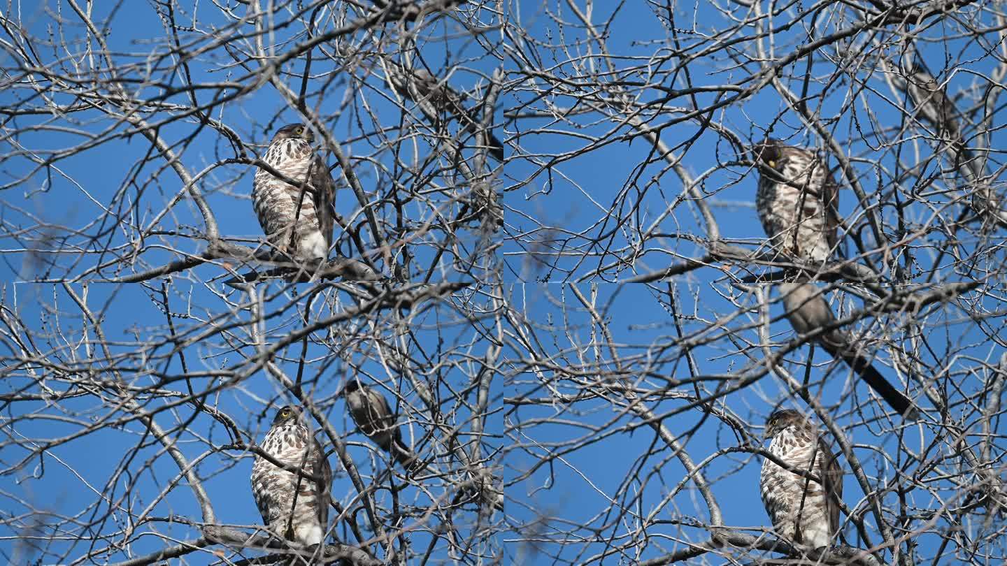 隼鹰雀鹰停在树枝上