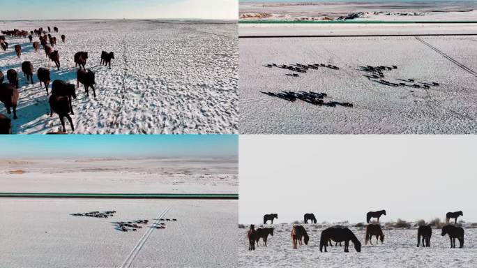 新疆雪地上的野马群