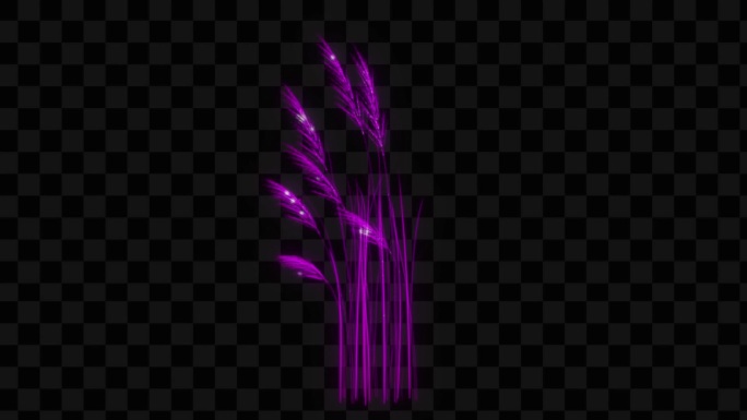 紫色水晶发光芦苇生长动画-带透明通道