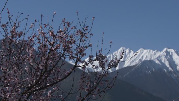 西藏林芝桃花