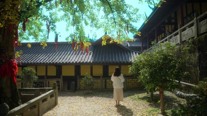 重庆天心寺银杏实拍