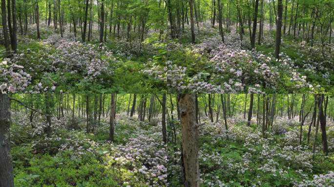 全山月桂花在宾夕法尼亚州的帕荒野
