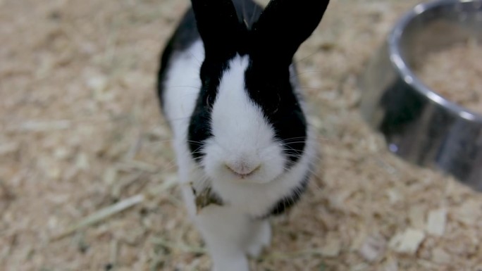 近距离拍摄兔棚里的兔子，黑白相间，移动，转头，在人造草地上玩耍，动物生活，宠物，短片