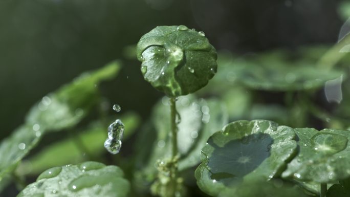 4K 植物水滴 雨滴降落 微距超级慢动作