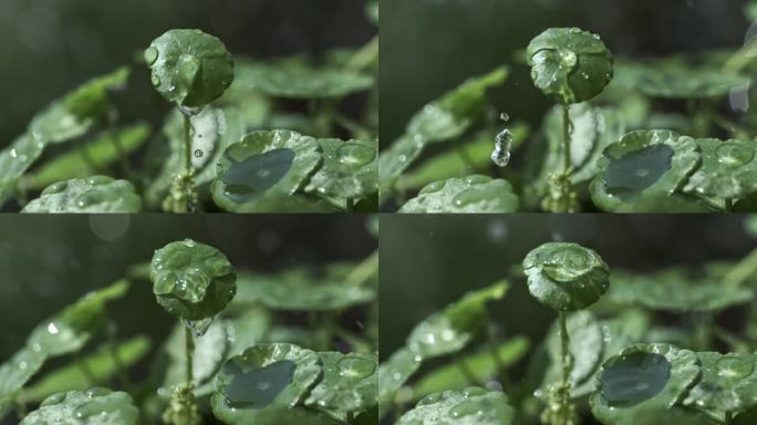 4K 植物水滴 雨滴降落 微距超级慢动作