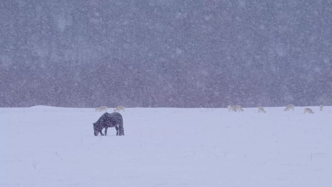 风雪中的蒙古马和黄羊 蒙古原羚
