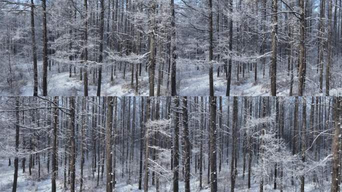 银装素裹冰雪松林