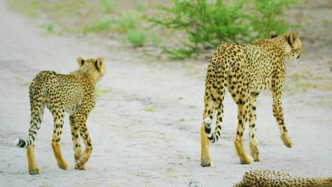 猎豹在野生动物自然栖息地的特写肖像。非洲的猫科动物。危险的掠食者狩猎。野生动物的概念
