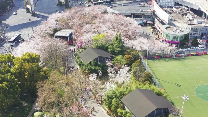 虹口足球场 樱花 上海 浦西 建筑 花