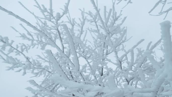 冬季雪松雪景