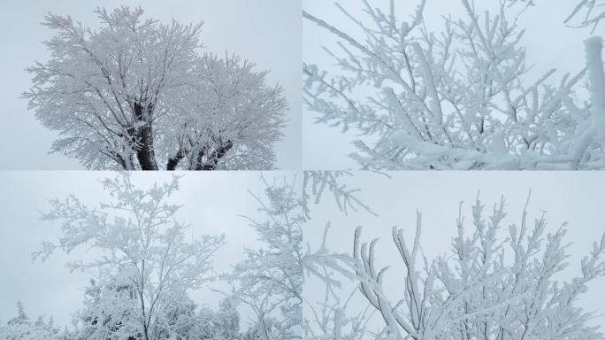 冬季雪松雪景