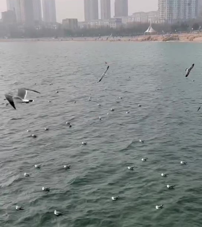 空镜 海边盘旋的海鸥