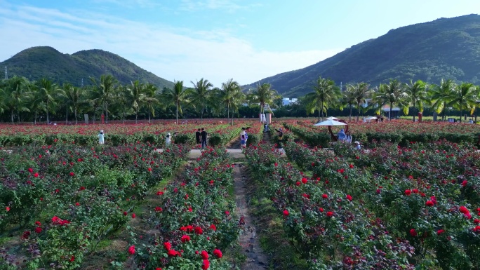 海南三亚博后村在红玫瑰花田中的游玩的旅客