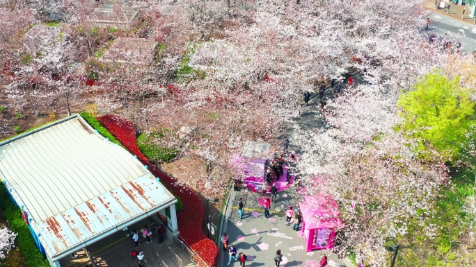 虹口足球场 樱花 上海 浦西 建筑 花