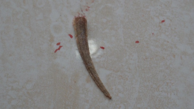壁虎尾巴的丢失(断尾)和再生，在掉下尾巴以避免捕食者后不久