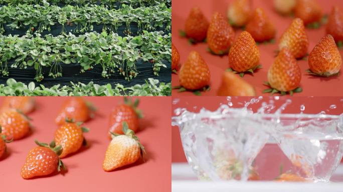 唯美农业草莓种植采摘
