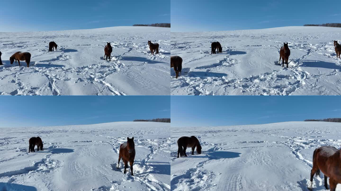 山野雪地里刨雪觅食的马