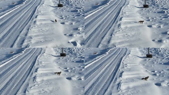 道路旁雪地里一头狐狸大便狐狸排泄