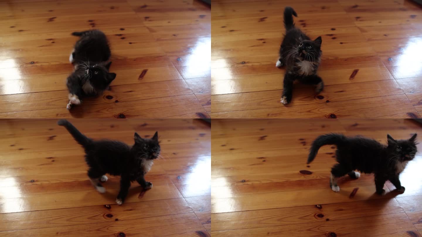 一只小黑猫在房子里玩