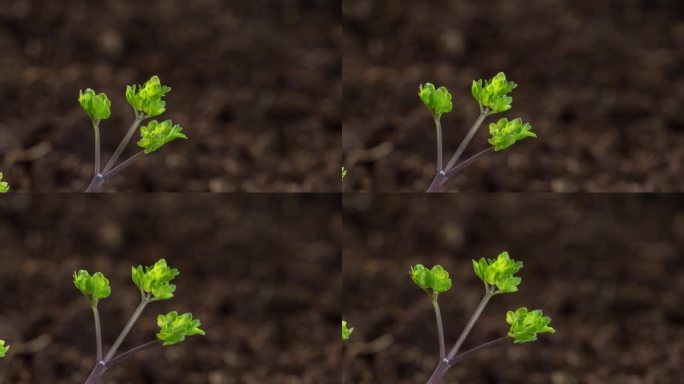 中药材 猫爪草 植物生长