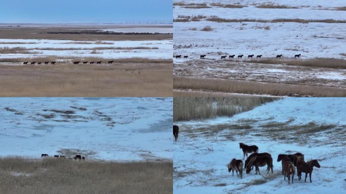 冬季内蒙古冰湖马群