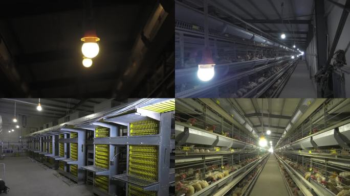 养鸡场 立体笼养鸡舍 照明系统 灯泡