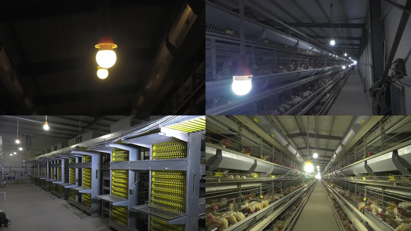 养鸡场 立体笼养鸡舍 照明系统 灯泡
