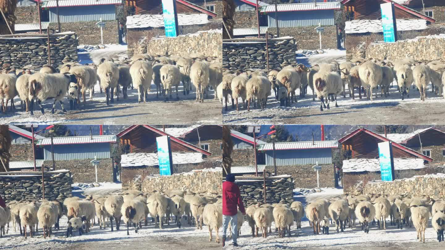 四川阿坝松潘县上纳咪村放羊的羊群