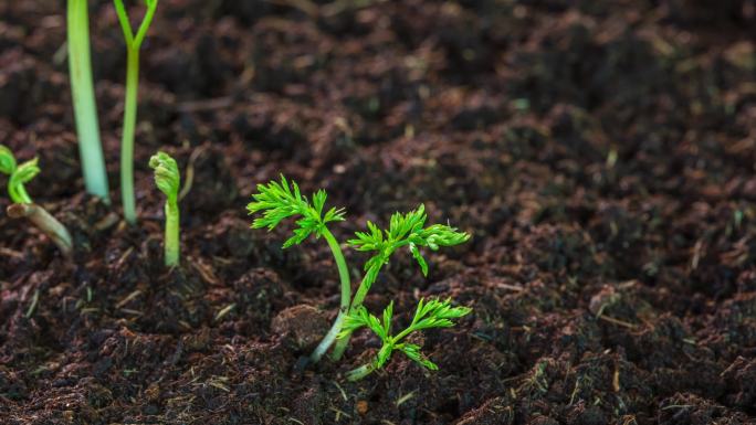 冰凌花 侧金盏花 植物生长延时摄影