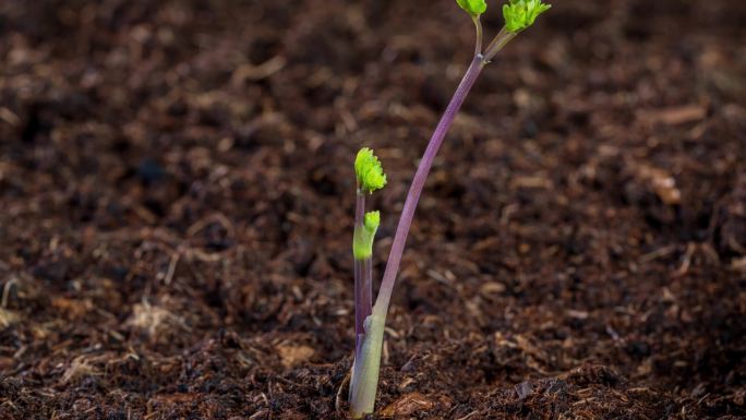 东北野生植物猫爪草生长延时摄影