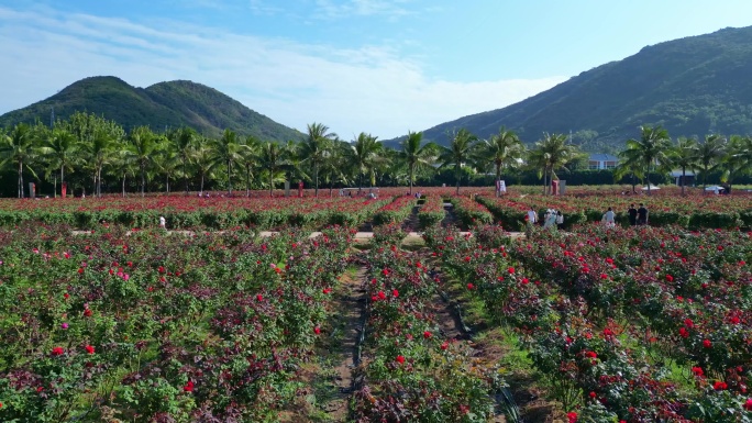 海南三亚博后村在红玫瑰花田中的游玩的旅客