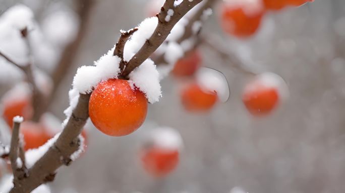 意境-雪中的柿子树