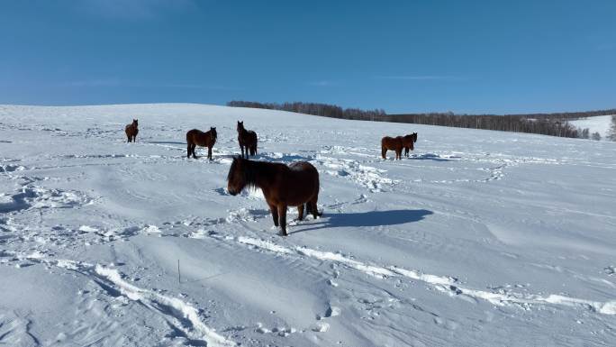 山坡雪地枣红马雪地里觅食的马