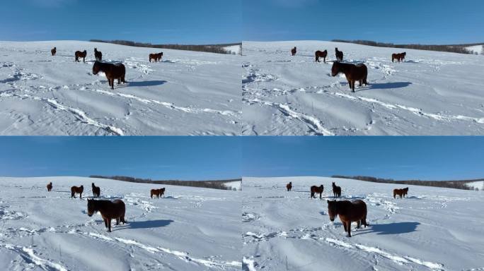 山坡雪地枣红马雪地里觅食的马