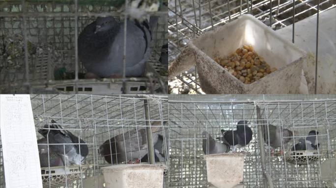 鸽子 孵化室 成年鸽 乳鸽 玉米 饲料