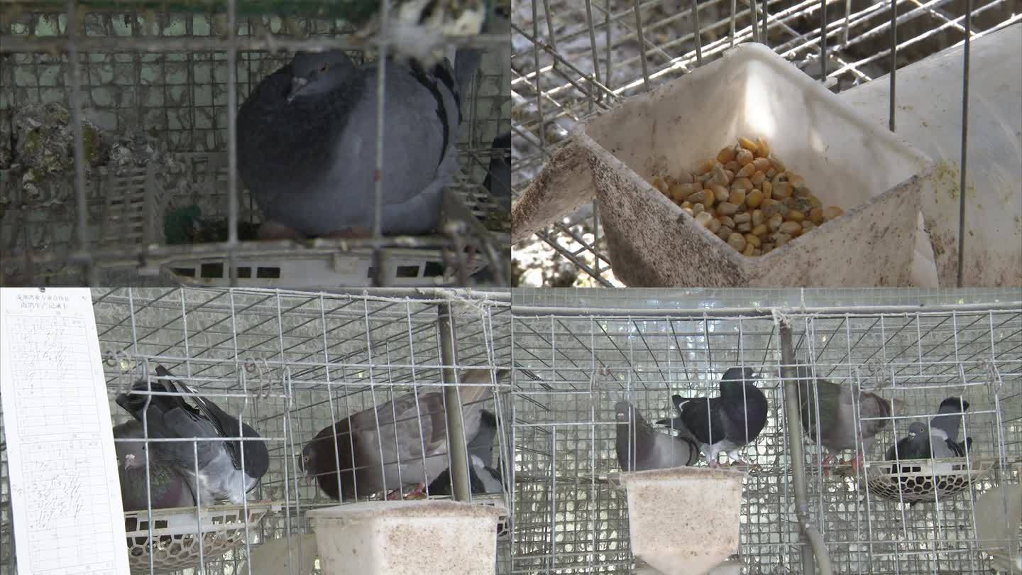 鸽子 孵化室 成年鸽 乳鸽 玉米 饲料