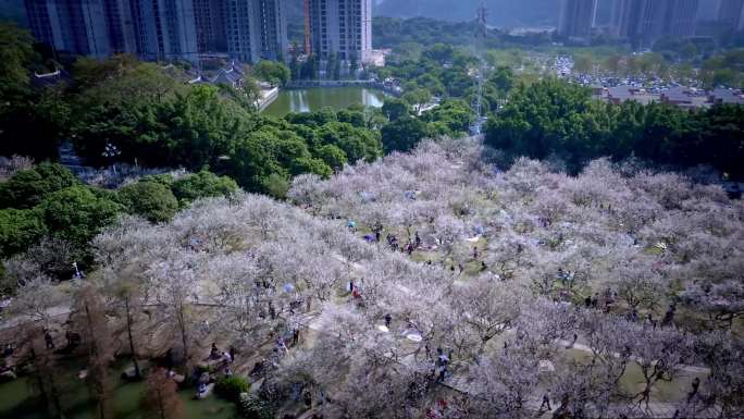 航拍黄埔香雪公园萝岗香雪（梅花）三