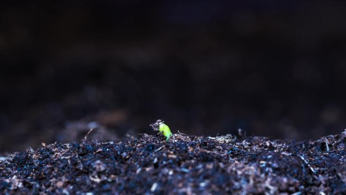 春天中药材黄芪生长 植物生长延时摄影