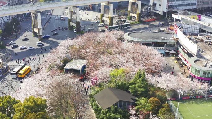 虹口足球场 樱花 上海 浦西 建筑 花