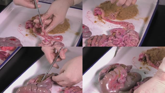 仔猪解剖 内脏 消化系统 剪开小肠 大肠