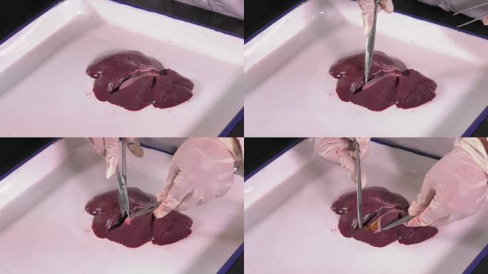 仔猪解剖 肝脏外观 剪开胆囊 胆汁颜色