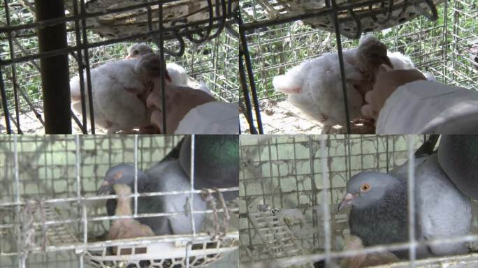 鸽子 白鸽 乳鸽 成年鸽 刚孵化的小鸽子