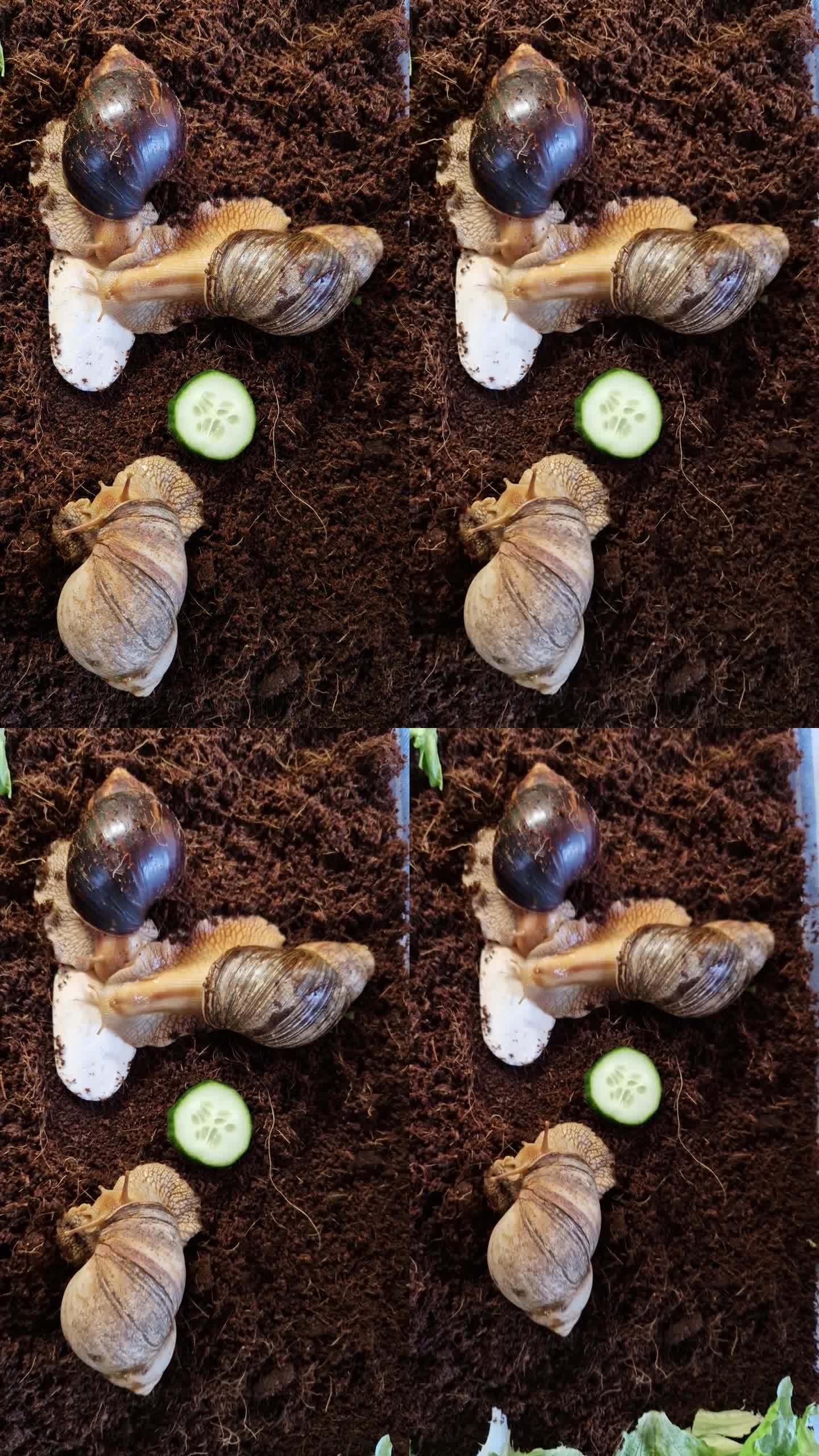 热带蜗牛的螺壳通常只长15 ~ 20厘米，寿命7年。由于街道上的条纹，它被称为虎螺。身体一般是黑色的