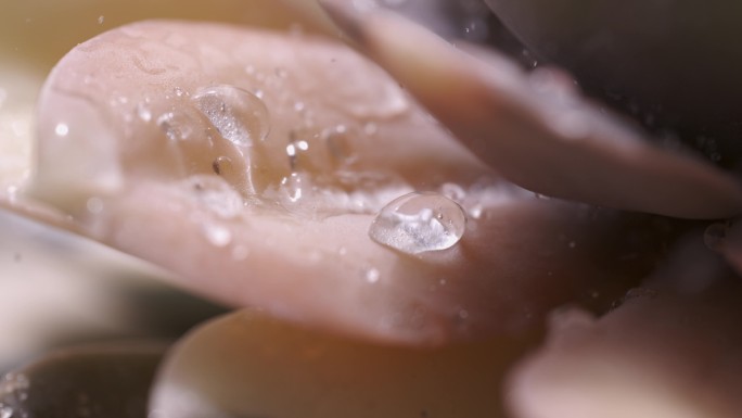 4K 植物水滴 雨滴降落 微距超级慢动作