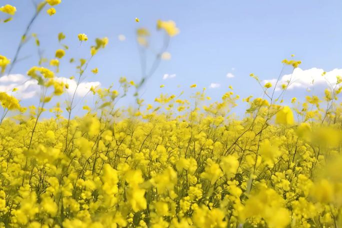 鲜花花丛花园花海