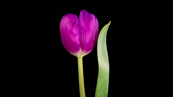 美丽的紫罗兰郁金香花的开放和枯萎的时间间隔